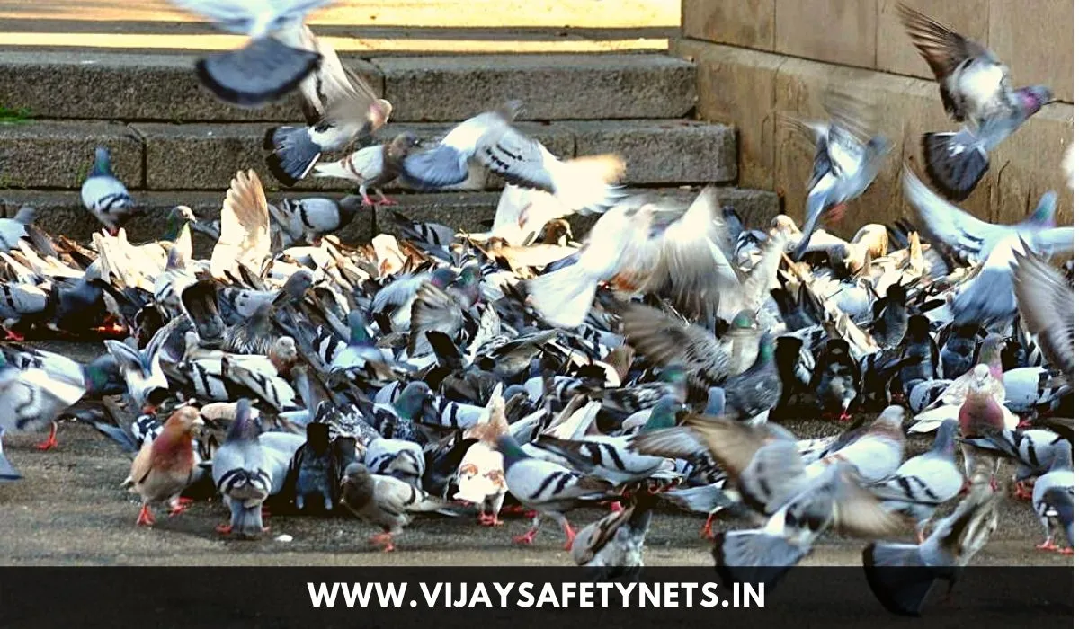 pigeon health hazards